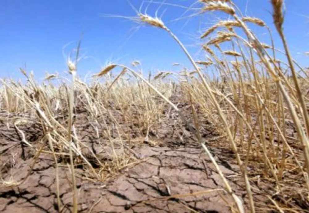 SECETA face ravagii: aproape 20.000 de hectare CALAMITATE - Alimentarea cu apă, restricționată