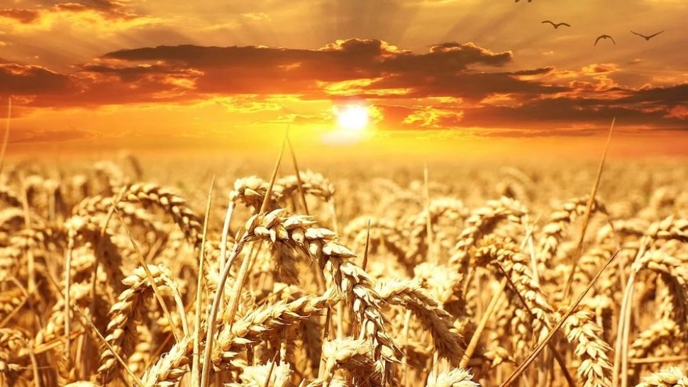 România a redevenit grânarul Europei. Ministrul Agriculturii promite 2,7 milioane de hectare irigate până în 2027: „Nimeni nu ne mai poate bate”