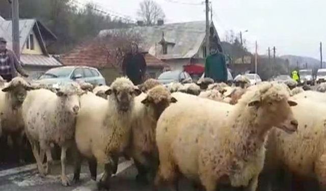 Efectele conflictului din Orientul Mijlociu ar putea fi resimțite la exporturile de ovine după Paște