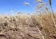 SECETA face ravagii: aproape 20.000 de hectare CALAMITATE - Alimentarea cu apă, restricționată
